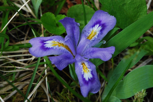 Iris lacustris