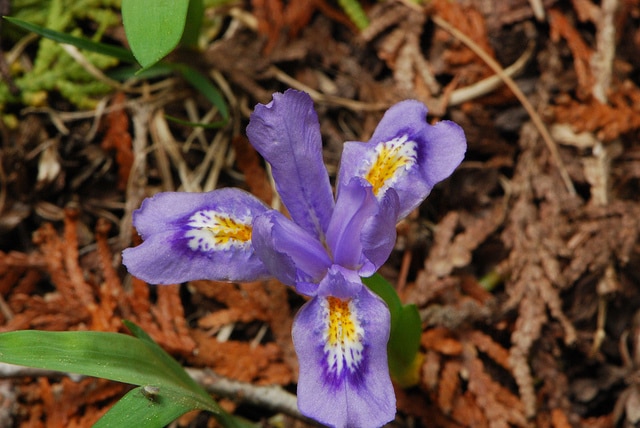 Iris lacustris