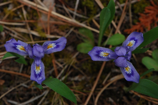 Iris lacustris