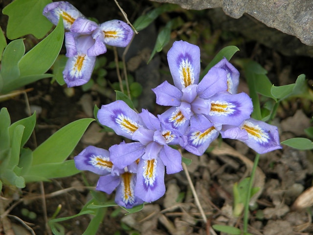 Iris lacustris (Iris lacustris)
