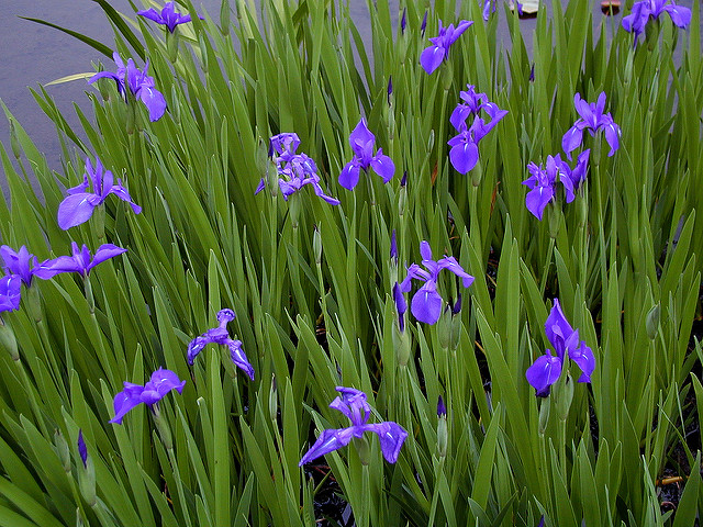 Iris japonais (Iris laevigata)