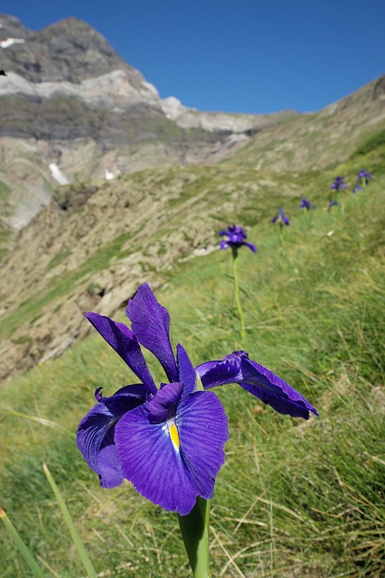 Iris des pyrénées