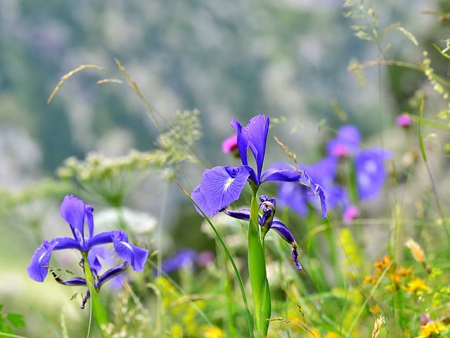 Iris des pyrénées
