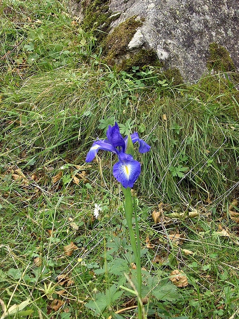 Iris des pyrénées
