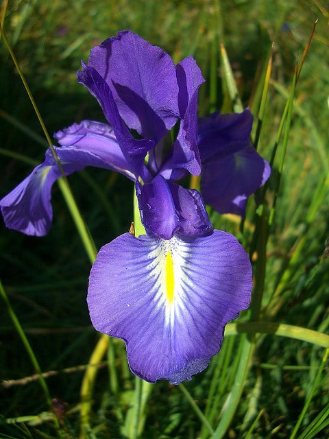 Iris des pyrénées