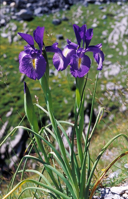 Iris des pyrénées