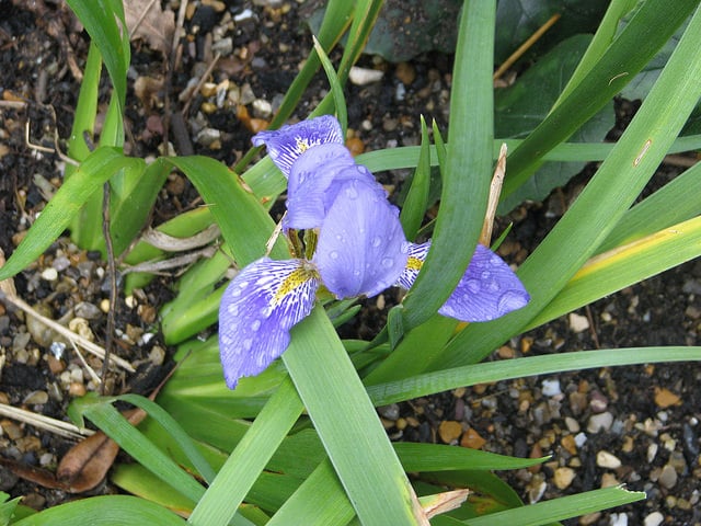 Iris lazica (Iris lazica)