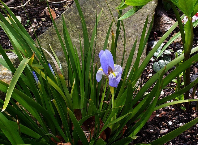 Iris lazica