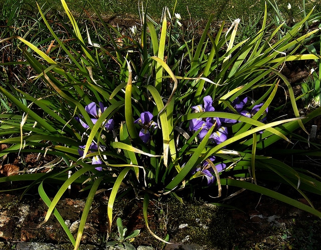 Iris lazica