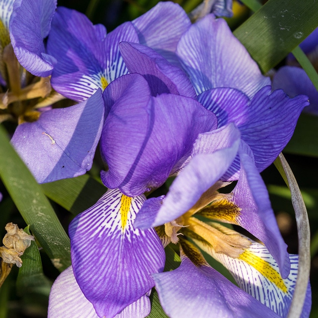 Iris lazica