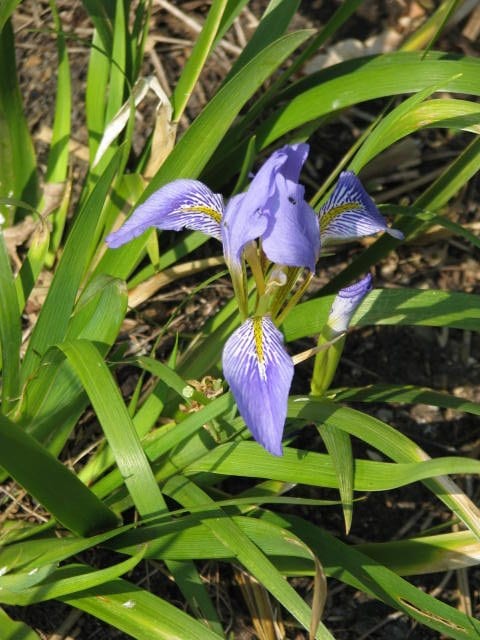 Iris lazica