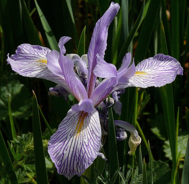 Iris longipetala (Iris longipetala)