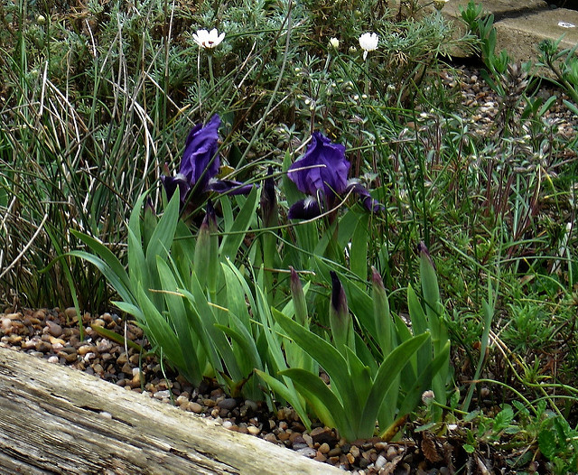 Iris des garrigues
