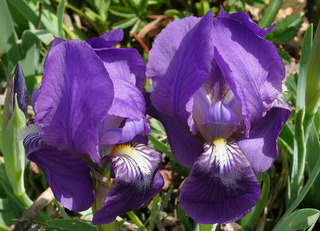 Iris des garrigues