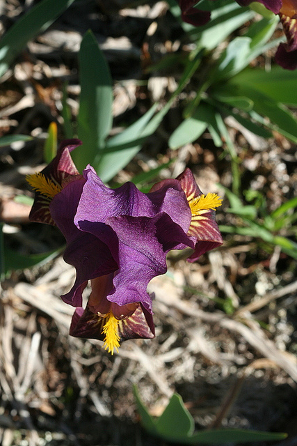 Iris des garrigues