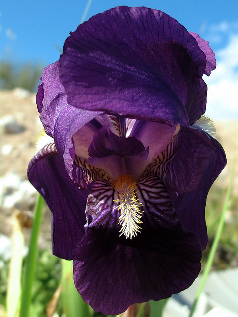 Iris des garrigues