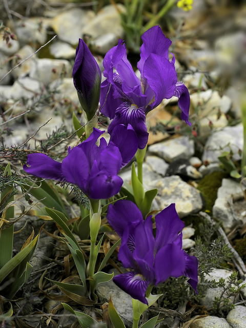 Iris des garrigues