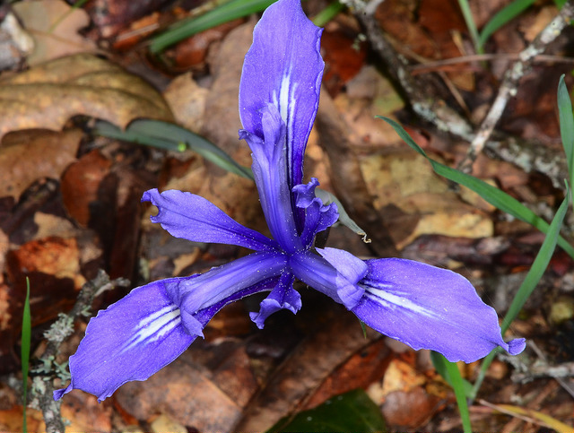 Iris macrosiphon
