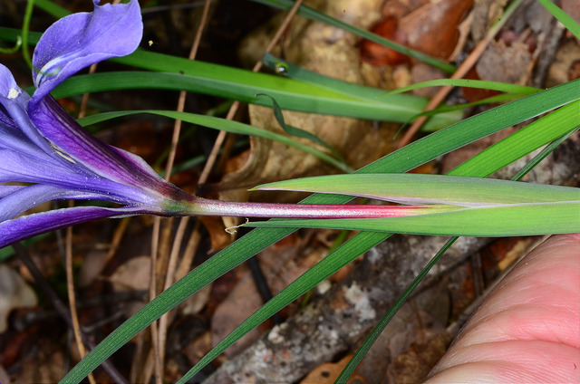 Iris macrosiphon