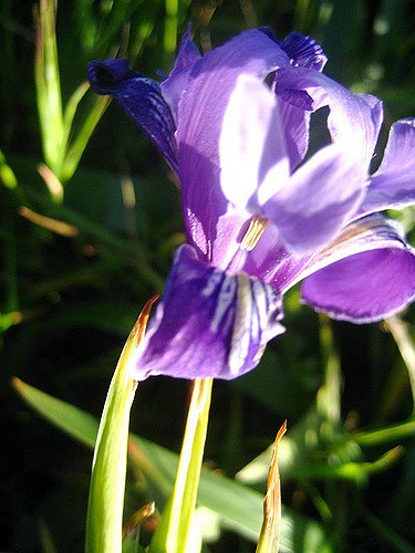 Iris macrosiphon