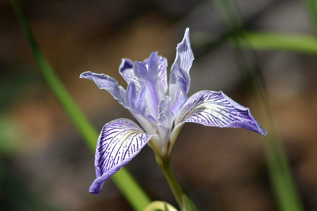 Iris macrosiphon