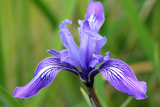 Iris macrosiphon