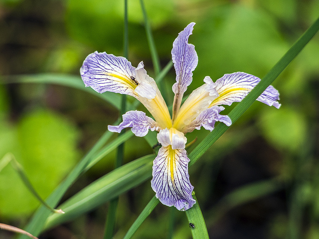 Iris macrosiphon (Iris macrosiphon)