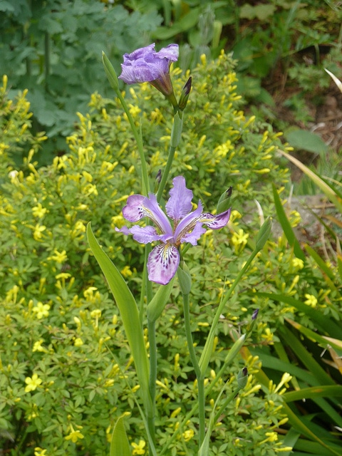 Iris milesii