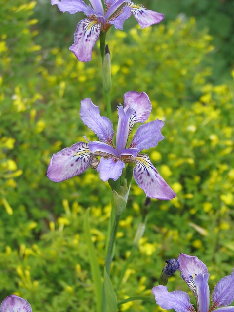 Iris milesii