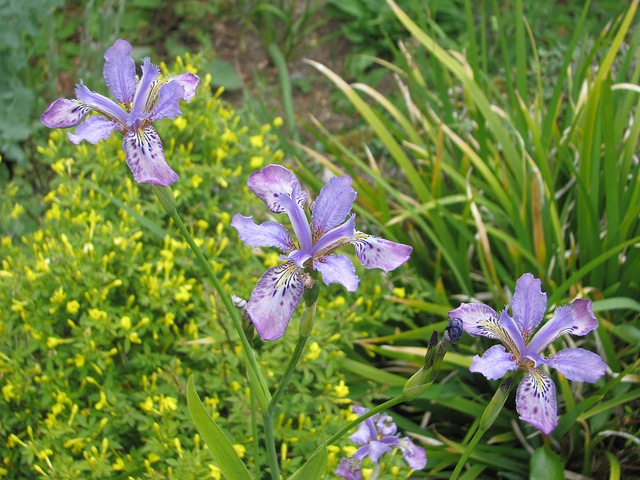 Iris milesii