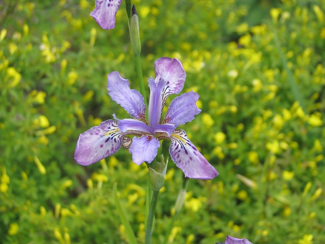 Iris milesii