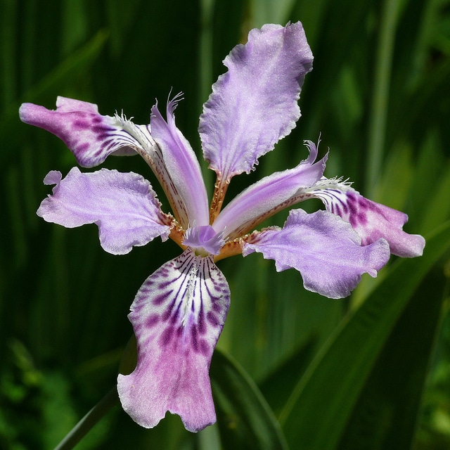 Iris milesii