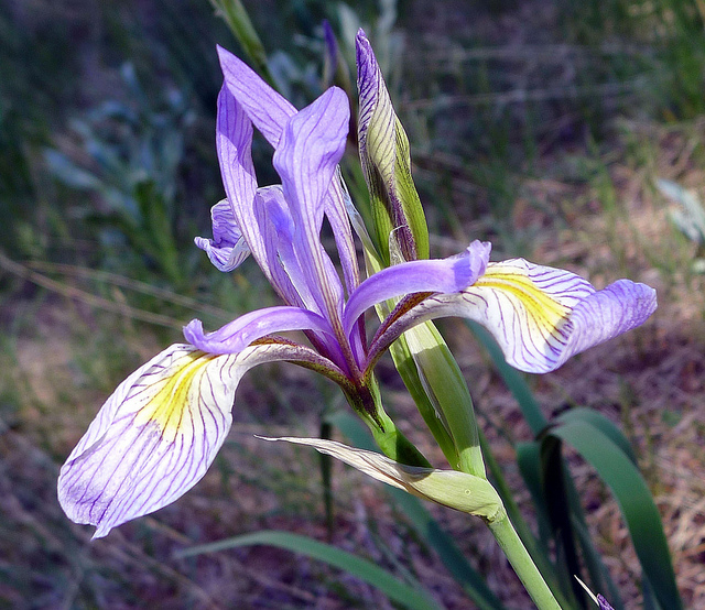Iris missouriensis (Iris missouriensis)