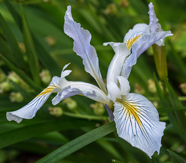 Iris missouriensis