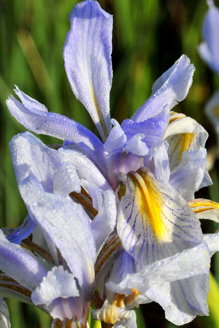 Iris missouriensis