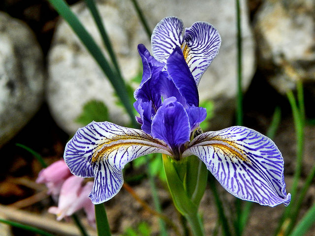 Iris missouriensis