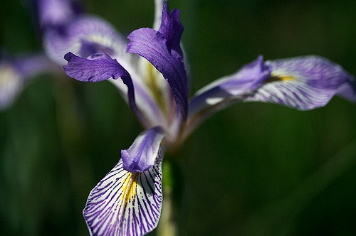Iris missouriensis