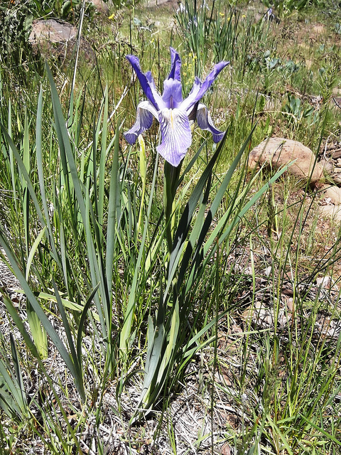 Iris missouriensis