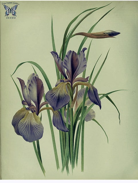 Iris orientalis