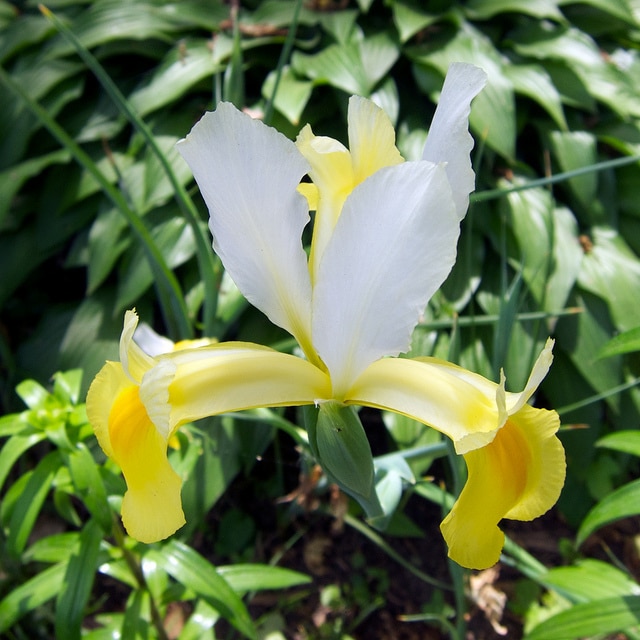 Iris orientalis