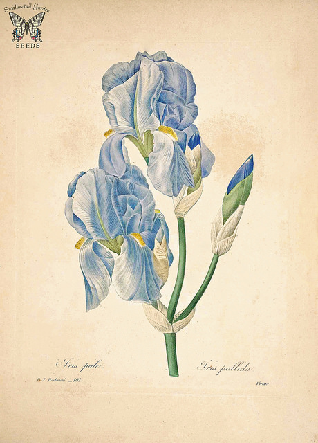 Iris pâle
