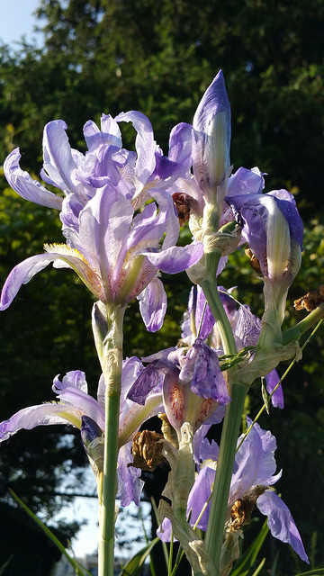 Iris pâle