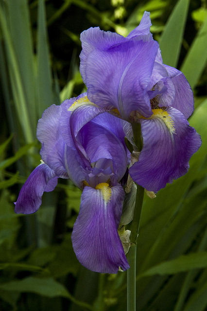 Iris pâle
