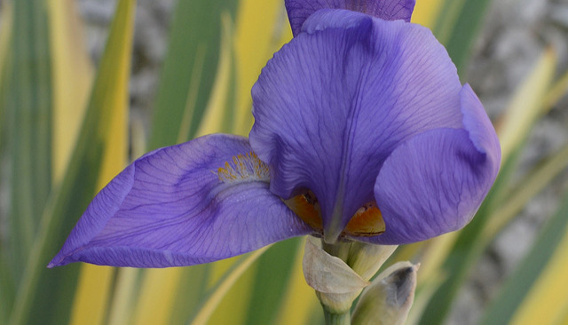 Iris pâle (Iris pallida)
