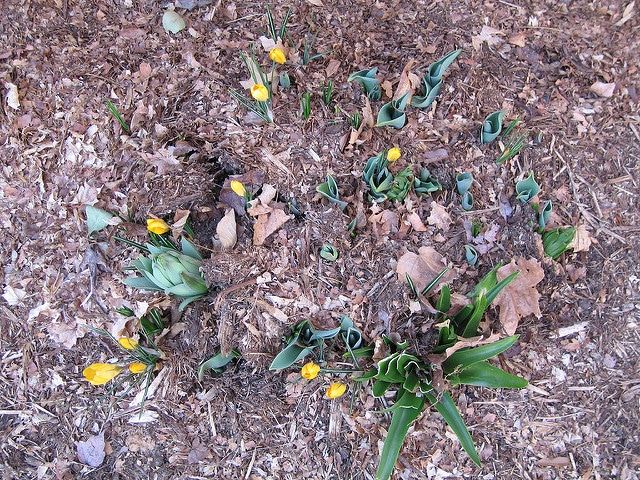 Iris persica (Iris persica)