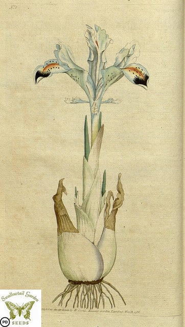 Iris persica