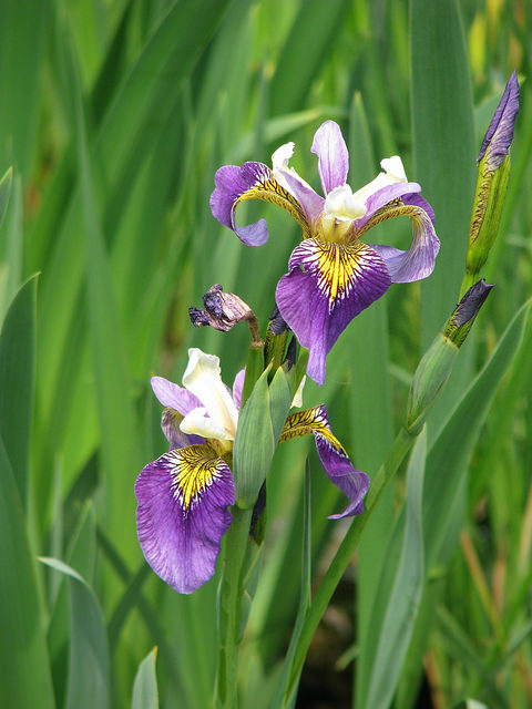 Iris des marais