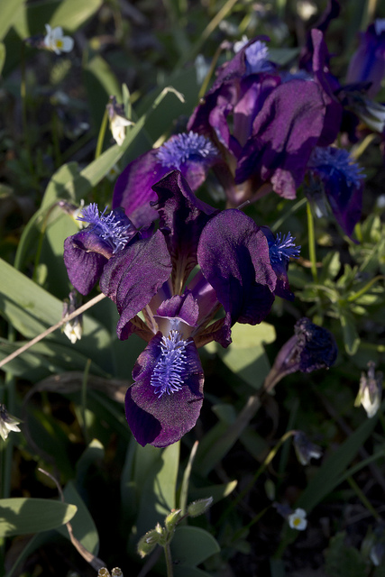 Iris des garrigues