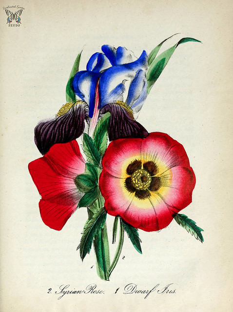 Iris des garrigues