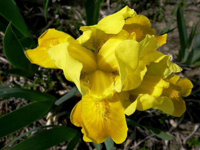 Iris des garrigues